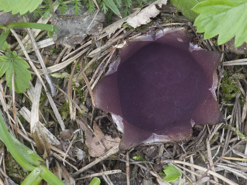 Sarcosphaera coronaria